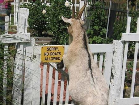sorry-no-goats-allowed